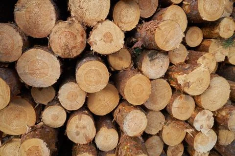 Stacked logs. Stock Photos