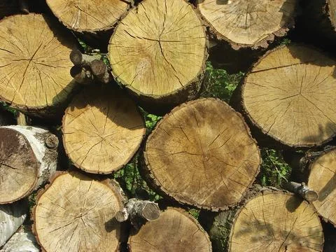 Stacked logs 写真素材