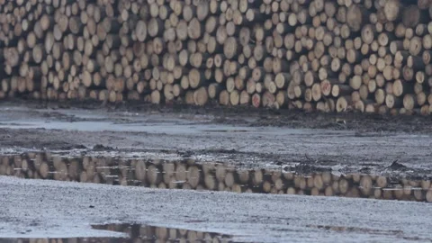 Stacked Logs in Pile - Tracking from Rain Stock Footage 172263764