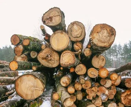 Stacked logs ready for processing in a forest area during winter season Stock Photos