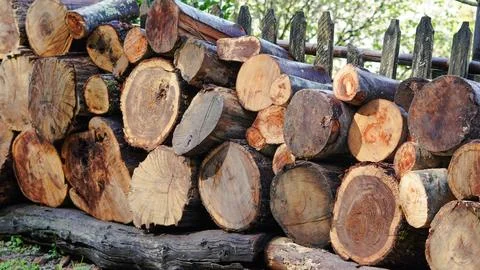 Stacked logs in a rustic setting with natural background elements Stock Photos
