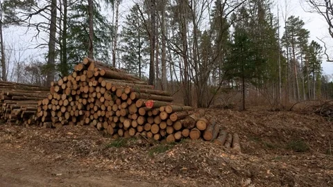 Stacked Logs in Serene Forest Clearing on Overcast Day Stock Footage 333199776