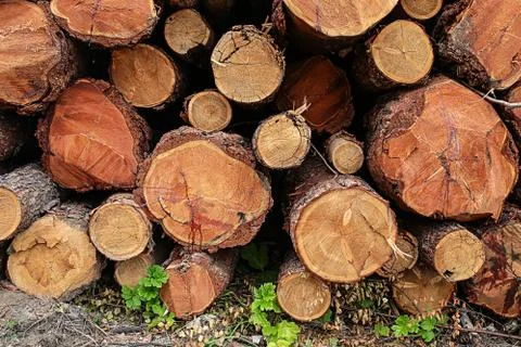 Stacked logs stack background sawmill end of trunk close up Stock Photos