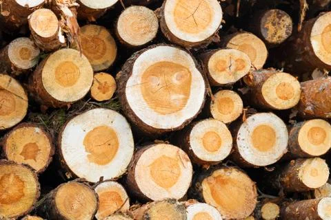 Stacked logs stacked close up front view Stock Photos