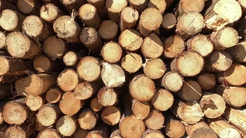 Stacked Logs for the Timber Industry and Wood Production Processes and Stock Footage 305422749