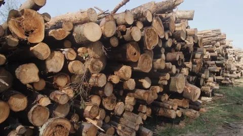 Stacked logs in a timber yard indicate logging and processing in the timber Stock Footage 307324123