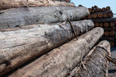 Stacked logs of trees. The concept of environmental safety. Stock Photos