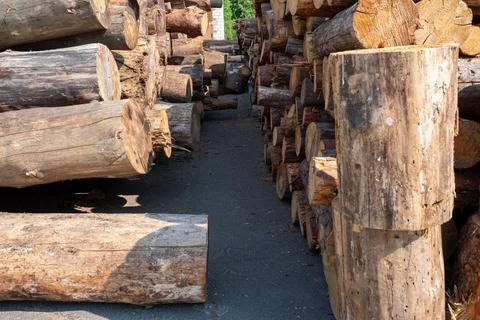 Stacked logs of trees. The concept of environmental safety. Stock Photos