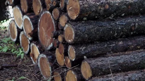 Stacked logs in the wood Stock Footage 55259294