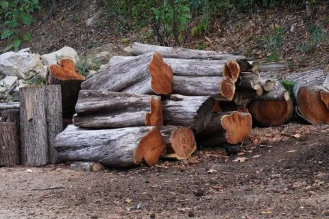 Stacked Logs of Wood Ready for Processing. Stock Photos