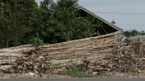 Stacked Melaleuca cajuputi tree trunks on the roadside Stock Footage 158409767