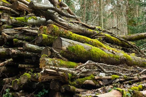 Stacked moss covered tree trunks in the forest. Planned forestry maintenance  Stock-Fotos