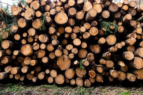 Stacked pile of tree trunks in a forest logging operation daytime Stock Photos