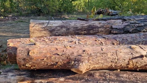 Stacked pine firewood logs in the forest. Natural background Video stock 346960865