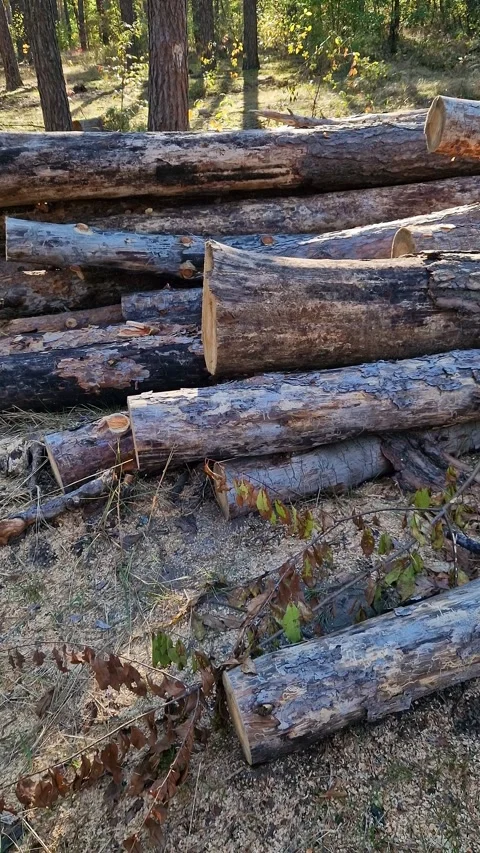 Stacked pine logs against the background of tall trees in the forest Stock Footage 348155051