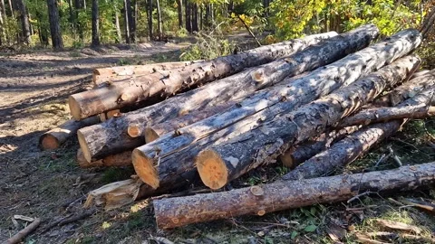 Stacked pine logs against the background of tall trees in the forest  動画素材 348446674