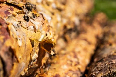 Stacked pine logs. Forest pine and spruce trees. Log trunks pile, the loggi.. Stock Photos