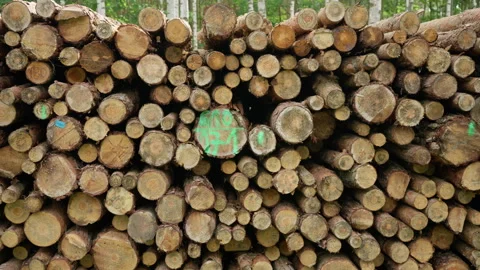 Stacked pine logs with green forestry marks create an industrial lumber texture Stock Footage 339364776