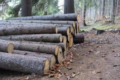 Stacked pine logs lie on the forest floor beside a dirt path during autumn, Stock Photos