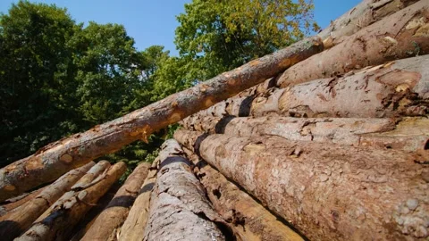 Stacked pine logs with peeled bark on sawmill yard closeup Vídeo Stock 163451994