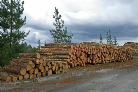 Stacked pine logs Stock Photos