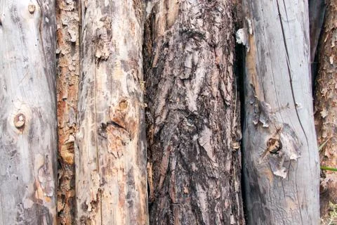 Stacked pine logs Stock Photos