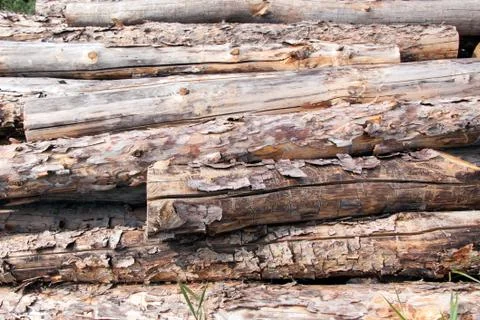 Stacked pine logs Foto stock