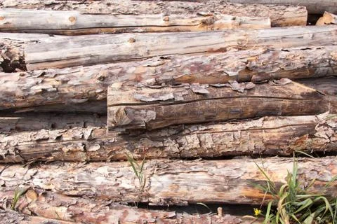 Stacked pine logs Foto stock