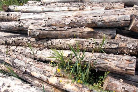 Stacked pine logs 库存照片