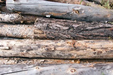 Stacked pine logs Foto stock