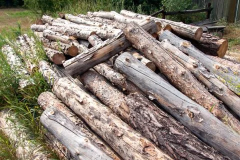 Stacked pine logs Foto stock