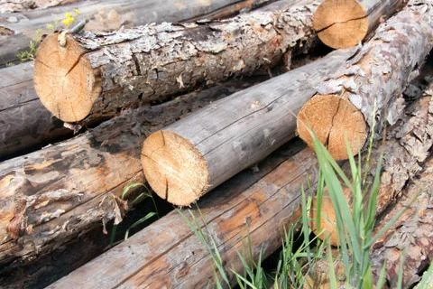 Stacked pine logs Stock Photos