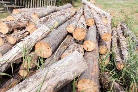 Stacked pine logs Stock Photos