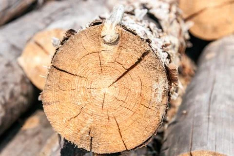 Stacked pine logs Stock Photos