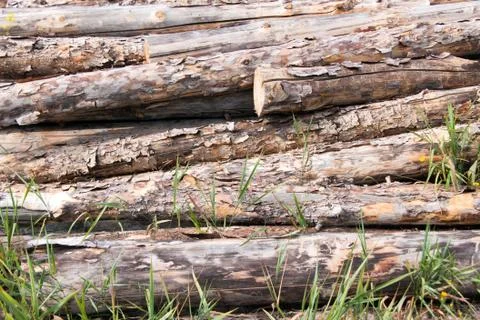 Stacked pine logs Stock Photos