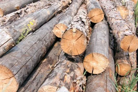 Stacked pine logs Stock Photos