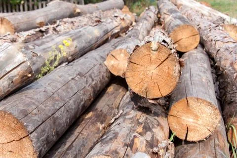 Stacked pine logs Stock Photos