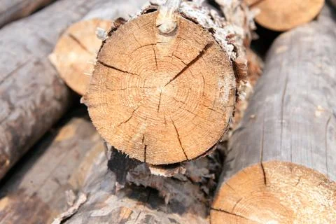 Stacked pine logs Stock Photos