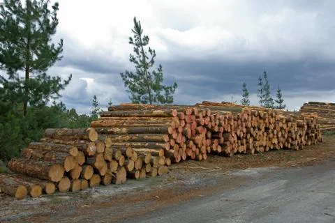 Stacked Pine Logs Stock Photos