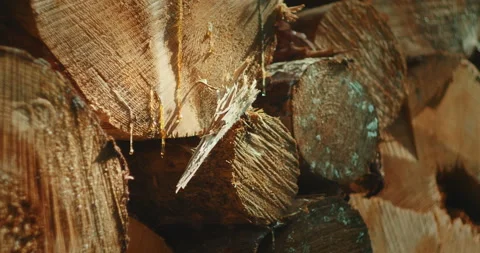 Stacked pine logs show fresh sap dripping in forest lumber area on a sunny Video stock 310421459
