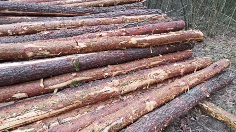 Stacked pine tree logs with varied bark and exposed wood texture creating a Stock Footage 341658132