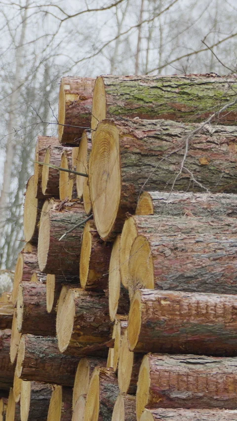 Stacked Pine Tree Logs In Winter Forest Vertical Shot Video stock 332949296