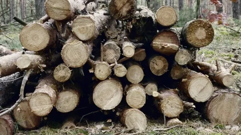 Stacked Pine Trunks Stock Footage 255462496