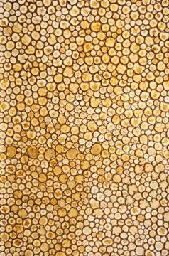 Stacked pine wall Stock Photos