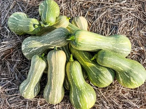 Stacked pumpkins Stock Photos