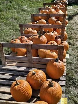 Stacked pumpkins in rustic wooden crates displayed along grassy field rows 库存照片