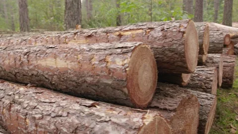 Stacked sawn-off tree stumps in a pine forest, depicting deforestation and 스톡 동영상 296577425