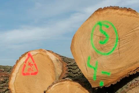 Stacked sawn trunks. Stock Photos