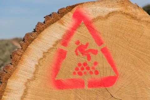 Stacked sawn trunks. Stock Photos