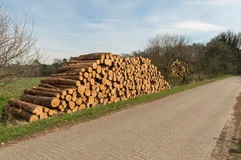 Stacked sawn trunks. Stock Photos